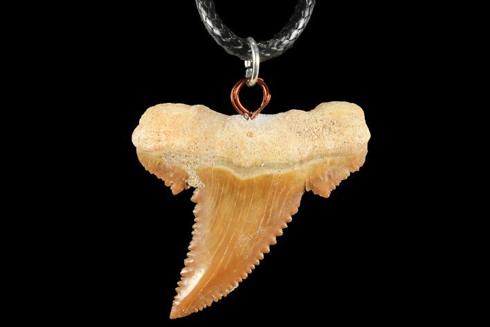 Fossil Shark (Palaeocarcharodon) Tooth Necklace -Morocco #110229